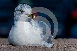 Seagull close up portrait