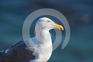 Seagull, close up portrait of bird on the beach with dark blue sea background