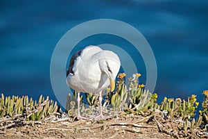 Seagull, close up portrait of bird on the beach with dark blue sea background