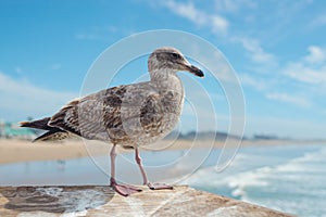 Seagull, close up portrait of a bird, beautiful blue sea, and cloudy sky background