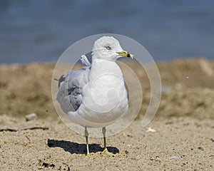 Seagull Stock Photo and Image. Close-up profile view standing in sand by with blur water background in its environment and habitat
