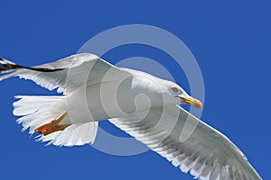 Seagull CloseUp