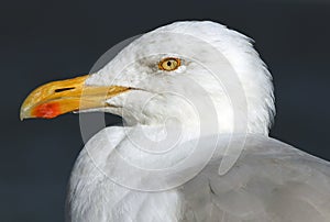 Seagull closeup