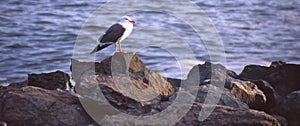 Seagull Closeup - Perched on the rocks on shoreline