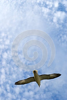 Seagull, clouds and daylight