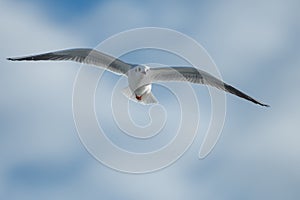 Seagull in the cloudy sky photo