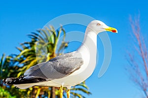 Seagull clouse up on Promenade de la Croisette photo