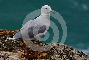 A seagull on the coast of Australia photo