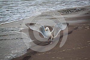 Seagull on the coast of England.