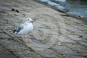 Seagull on the coast. White seagull standing still out of the water.