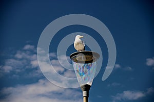 Seagull on a Coastal Street Lamp on a Summer Morning