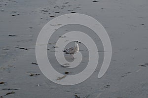 Seagull on the coastline