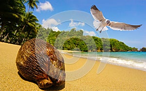 Seagull and coconut at beach