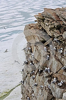 Seagull colony - Black-legged KittiwakeÑ‹