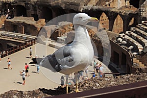 Seagull in Colosseum, Rome