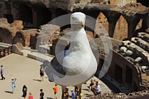 Seagull in Colosseum, Rome