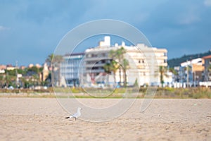 Seagull at Coma Ruga beach in Tarragona, Spain