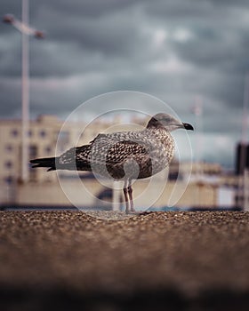 Seagull on concrete ground