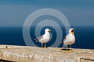 Seagull on a concrete slab.