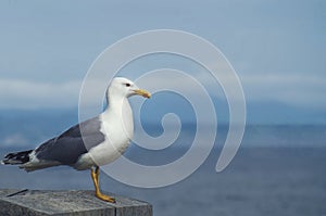 Seagull contemplating calmly the sea on seabed