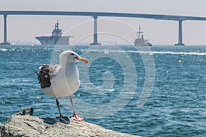 Seagull with Coronado Bridge and Navy Vessels in San Diego