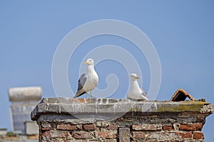 Seagull couple 2