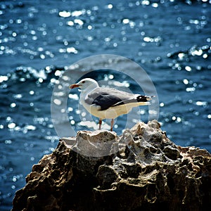 Seagull on Crag