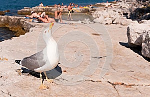 A seagull on crowded beach