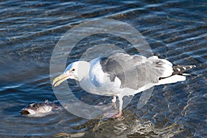 Seagull and Dead Fish