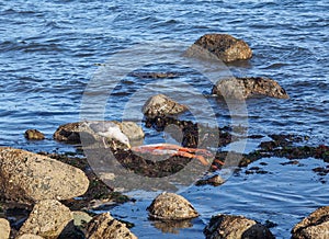 Seagull and dead octopus