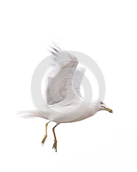 Seagull descending from flight