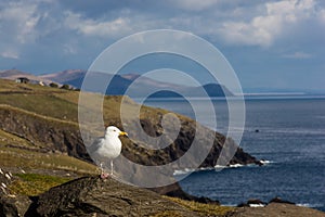 Seagull. Dingle peninsula. Ireland