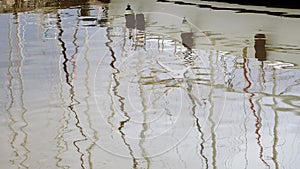 Seagull dipping in the sea at the harbour,. Numerous yacht mast reflections