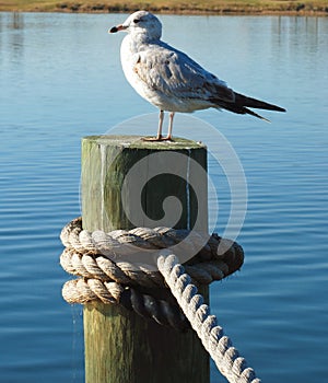 Seagull on a Dock