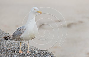 Seagull on the dock laridae photo