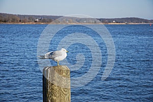 Seagull on dock post