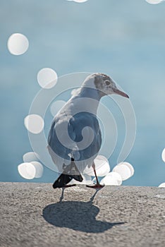 Seagull on the dock