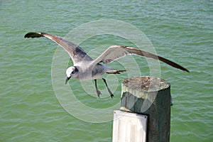 Seagull Drifting in the Current of the Airflow