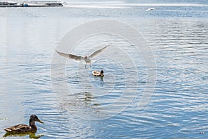 Seagull and duck on the lake, summer Kazan, Tatarstan