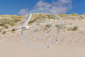 Seagull on the Dune landscape