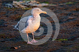 Seagull in early morning light at Esquimalt Lagoon, Victoria, BC Canada