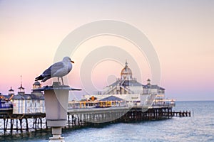 Seagull and Eastbourne Pier Sunset
