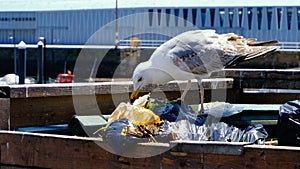 Seagull eati plastic in trash bucket to feed himself in polluted marine city, 4k