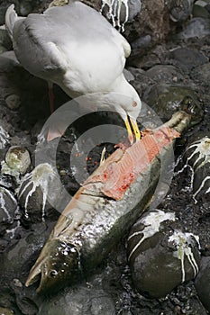 Seagull eating big fish