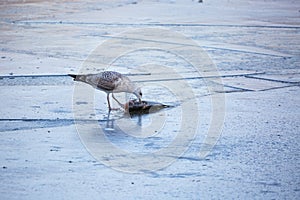 Seagull eating a big fish on a frozen lake