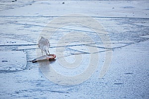 Seagull eating a big fish on a frozen lake