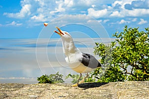 Seagull eating bread in a sunny day photo