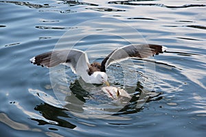 Seagull eating a dead fish