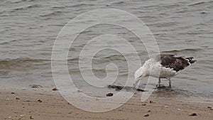 Seagull Eating a Dead Fish
