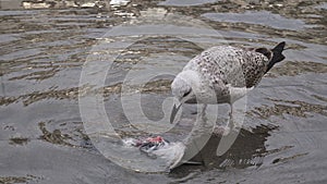 Seagull eating dove at San Marco square in Venice, Italy